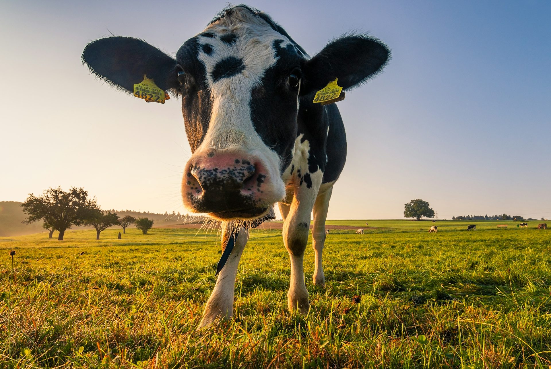 Kuh blickt in die Kamera