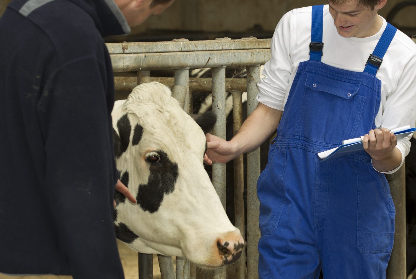 2 Personen stehen neben einer Kuh